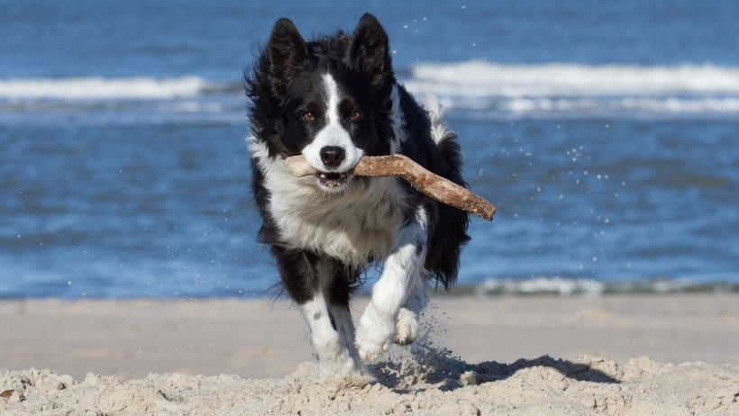 The 8 most beautiful dog beaches in the Netherlands