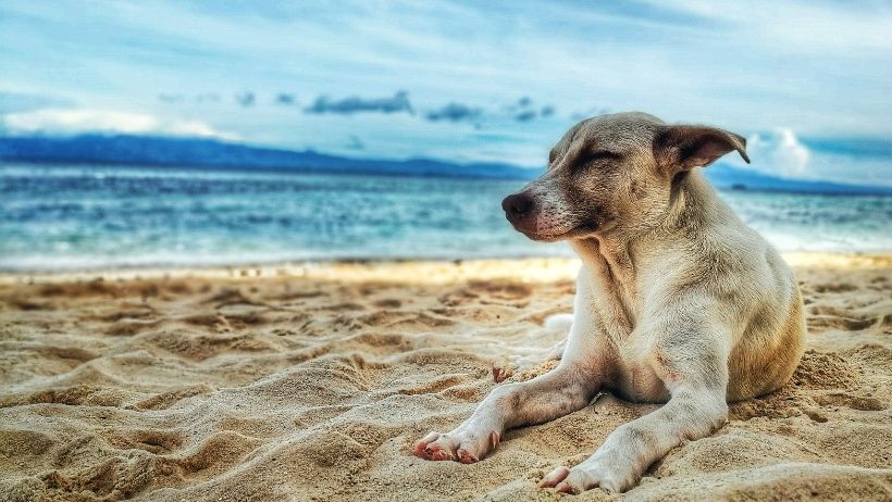 The 8 most beautiful dog beaches in the Netherlands